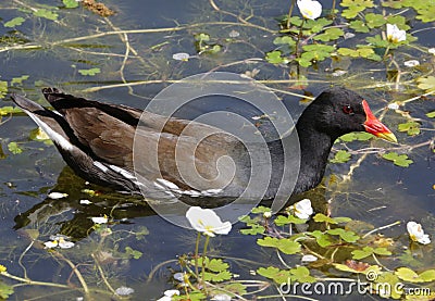 Dusky Moorhen Chicks Stock Photo