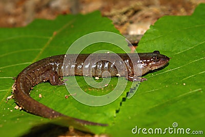 Dusky Salamander (Desmognathus conanti) Stock Photo