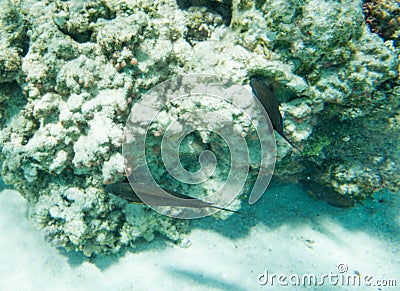 Dusky Surgeonfish and Coral Growth Stock Photo