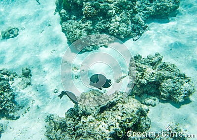 Dusky Surgeonfish in Pacific Ocean Stock Photo