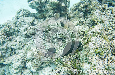 Dusky Surgeonfish at Yejele Beach Reef Stock Photo