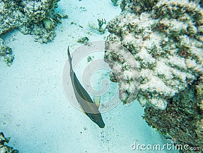 Dusky Surgeonfish: Underwater Turn Stock Photo