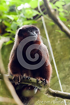 Dusky Titi Monkey Stock Photo