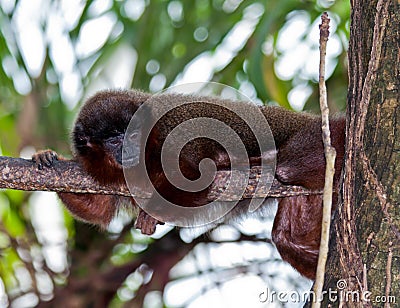 Dusky Titi Monkey Stock Photo