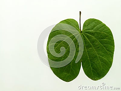 Dussehra Leaf Indian Festival Stock Photo