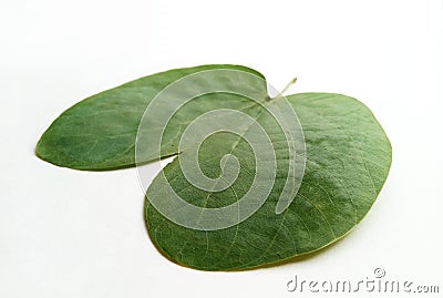 Dussehra Leaf Indian Festival Stock Photo