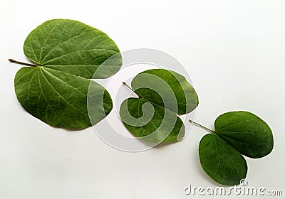 Dussehra Leaf Indian Festival Stock Photo