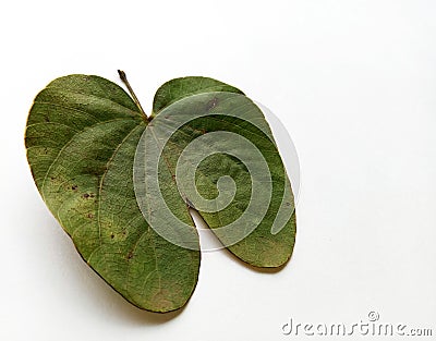 Dussehra Leaf Indian Festival Stock Photo