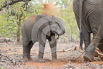 Dust bath Stock Photo