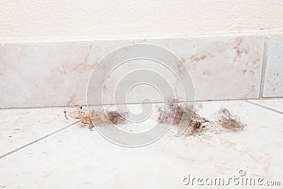 Dust bunnies Stock Photo