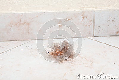 Dust bunnies Stock Photo