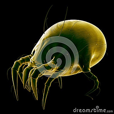 A dust mite Cartoon Illustration