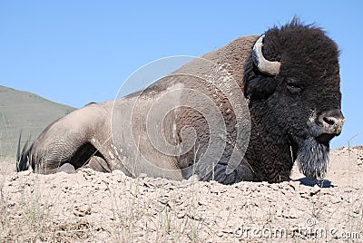 Dusty Bison Stock Photo