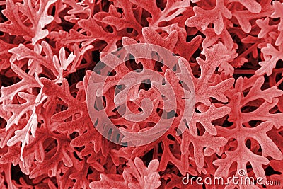 Dusty Miller, Natural floral Cineraria background with details. Living Coral - Color of the Year 2019. Stock Photo