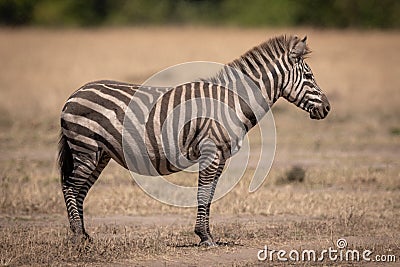 Dusty plains zebra stands in dry grassland Stock Photo