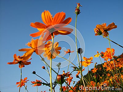 Dutch angle shot of a beautiful Common Cosmos flowers under a blue sky Stock Photo