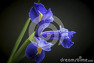 Dutch Blue Iris on Black Background Stock Photo