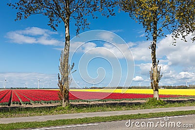 Dutch country road with colorful tulip fields and wind turbines Stock Photo