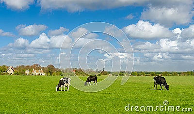 Dutch cows with green grassland in spring Stock Photo