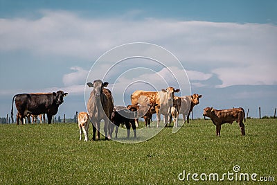 Dutch cows in an idyllic landscape Stock Photo