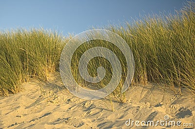 Dutch Dunes Stock Photo