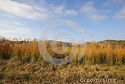 Dutch dunes dry red yellow grass background and blue sky Stock Photo