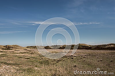 Dutch dunes with highland cows Petten Zwanenwater Stock Photo