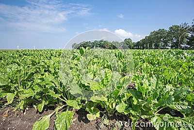 Dutch farmland with sugar beets Stock Photo