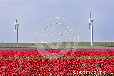 Dutch field of tulips with windmills behind it Stock Photo