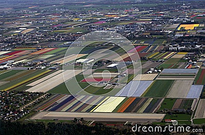 Dutch Flower and tulip fields in spring Editorial Stock Photo