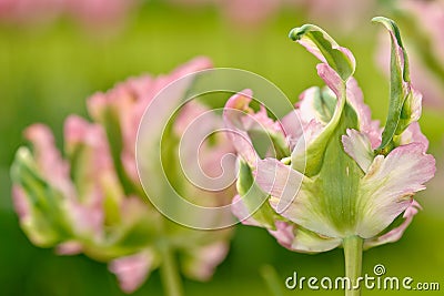 Dutch Flowers Stock Photo