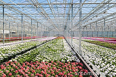 Greenhouse with colorful geranium plants Stock Photo