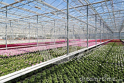 Greenhouse with colorful geranium plants Stock Photo