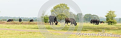 Dutch herd of taurus bull grazing in the Maashorts during spring Stock Photo