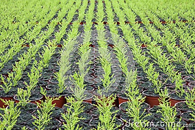 Dutch horticulture with cupressus in a greenhouse Stock Photo