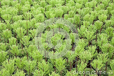 Dutch horticulture with cypresses in a greenhouse Stock Photo