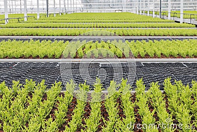 Dutch horticulture with cypresses in a greenhouse Stock Photo