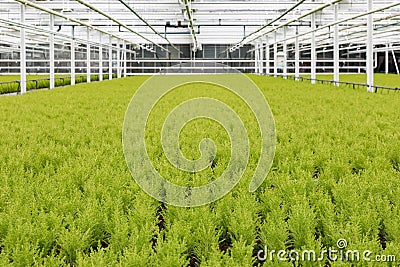 Dutch horticulture with cypresses in a greenhouse Stock Photo