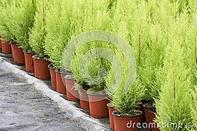 Dutch horticulture with cypresses in a greenhouse Stock Photo