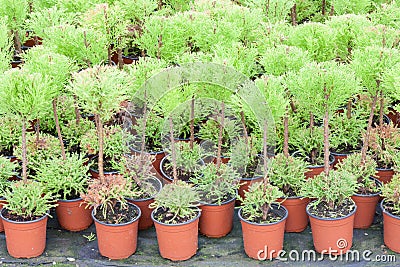 Dutch horticulture with cypresses in a greenhouse Stock Photo