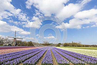 Dutch hyacinthe bullb farm Stock Photo