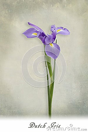 Dutch iris stem with text Stock Photo
