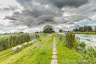 Dutch landscape with on the left a lake and embankment with a curious herd of sheep Stock Photo