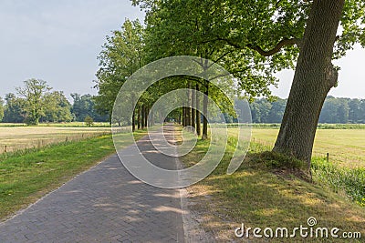 Dutch landscape with paving stone country road and trees Stock Photo