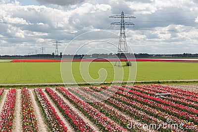 Dutch landscape with tulip show garden and electricity pylon Stock Photo