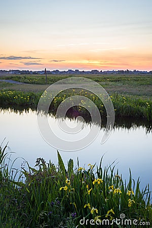 Dutch landscape with yellow flowers along the waterside Stock Photo