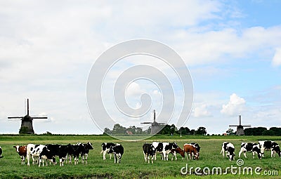 Dutch landscapes with cows and mills Stock Photo