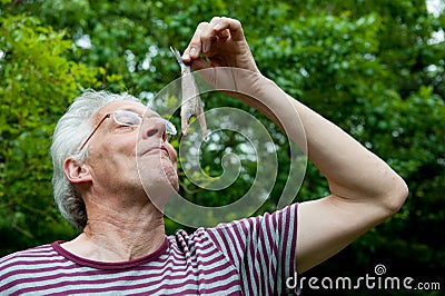 Dutch man is eating herring Stock Photo