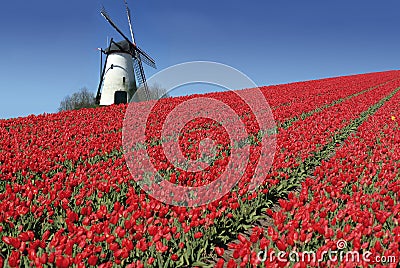 Dutch mill and red tulips Stock Photo