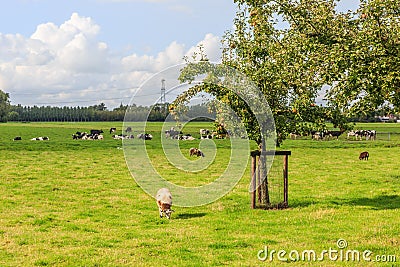 Dutch polder landscape with orchard and pastures with sheep and cows Editorial Stock Photo